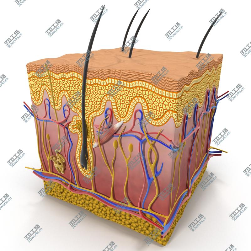 images/goods_img/202104093/Skin Section/2.jpg